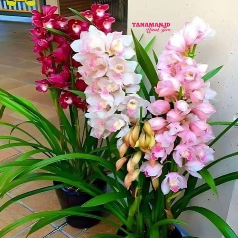 ANGGREK ASLI ORIGINAL IMPORT PAKET RUMPUN 3 WARNA  BUNGA ANGGREK CYMBIDIUM HYBRID AUSIE