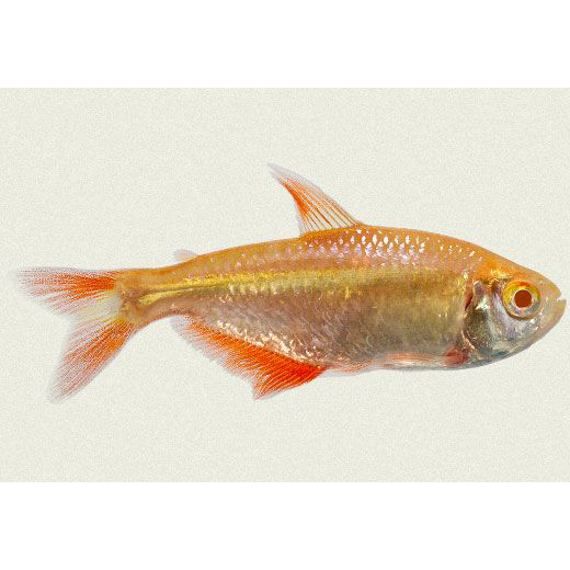 Ikan Hias Buenos Aires Tetra Albino / Ikan Hias Air Tawar / Ikan Aquascape