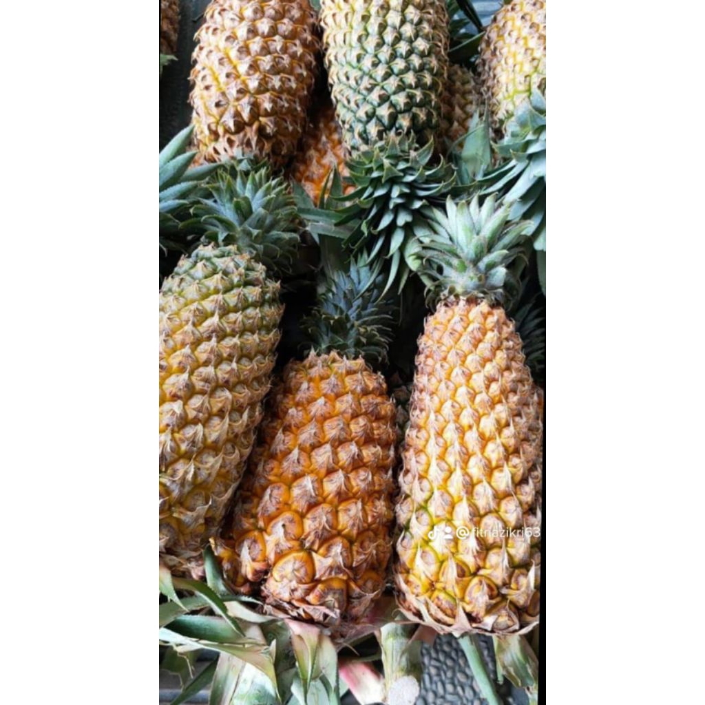 

NANAS MADU