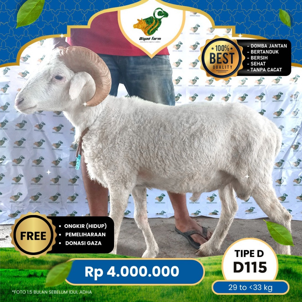 

Domba Qurban Tipe D, berat 29 sd 33 Kg