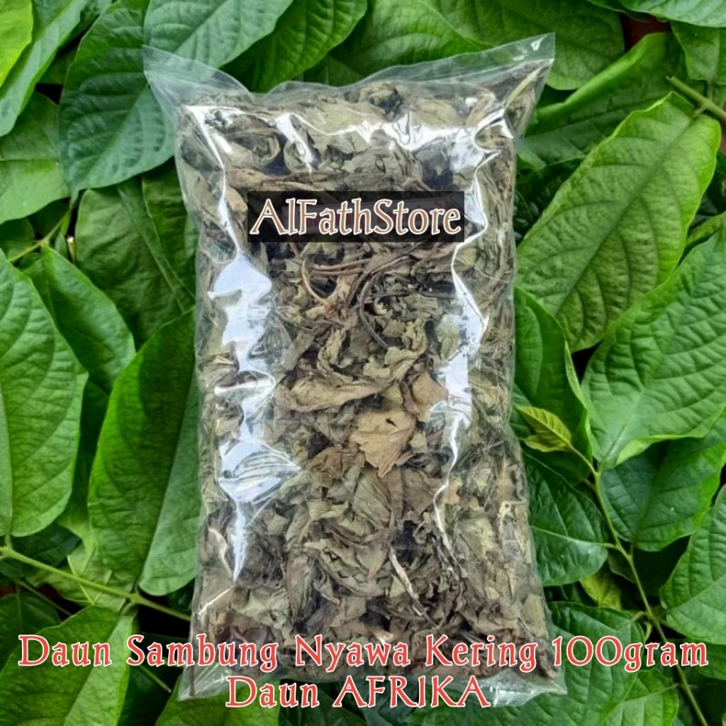 

Daun Sambung Nyawa Kering 100 Gram