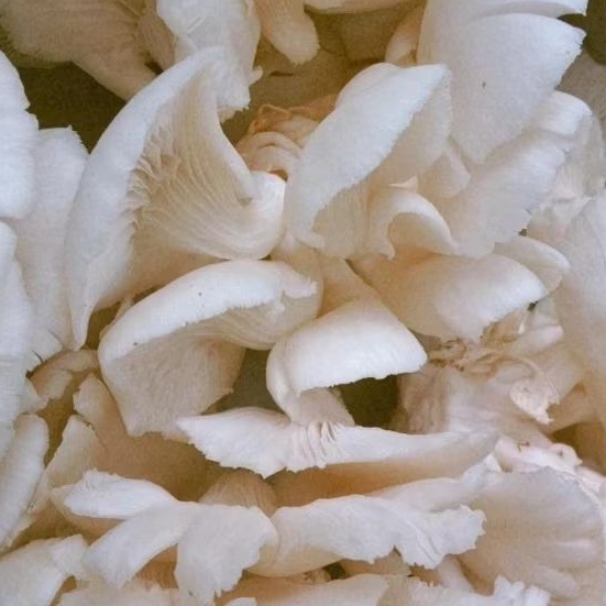 

Jamur Tiram 500 Gram