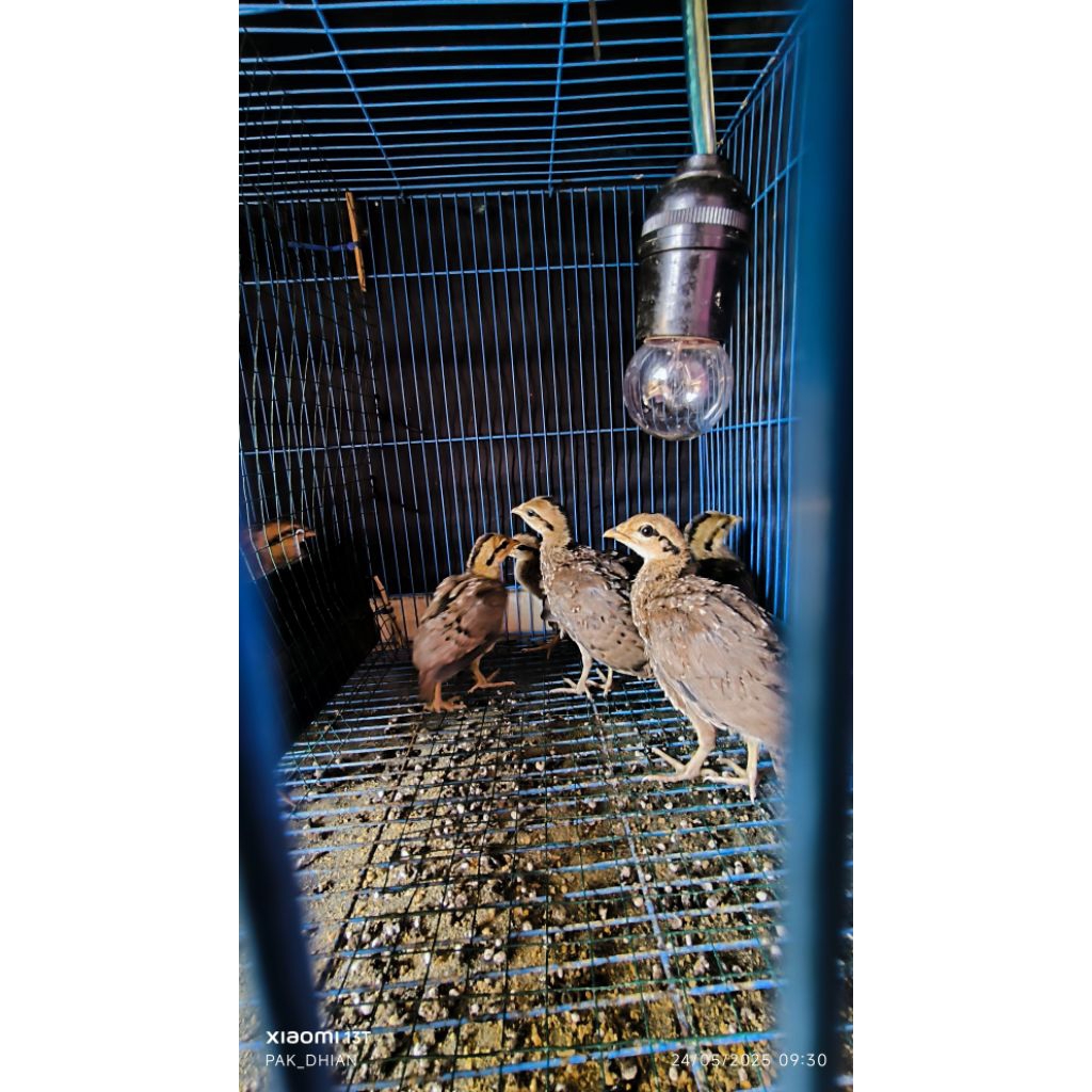 Ayam Hutan Hijau (1 Bulanan)