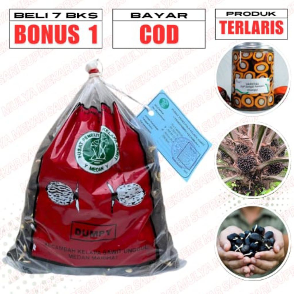 BENIH KECAMBAH SAWIT MAREHAT DUMPY