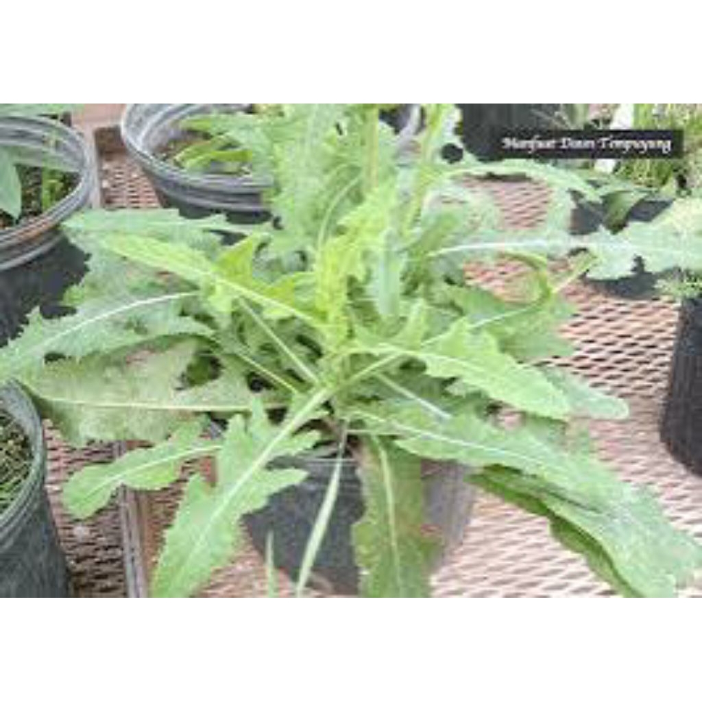 

daun tempuyung asli pres 1kg untuk kolesterol da n ginjal asam urat