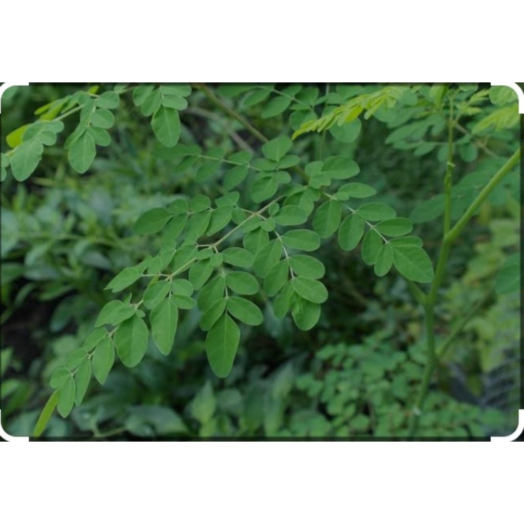

daun kelor segar 100% obat herbal 200gr