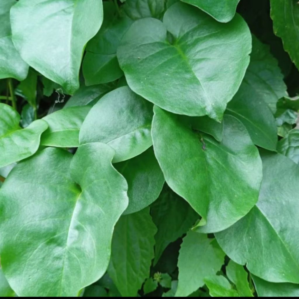 

Daun Binahong hijau segar 250 gram