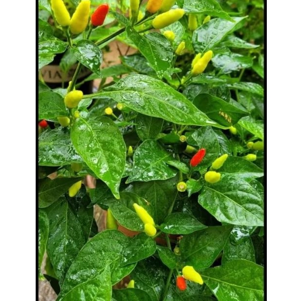 

CABE RAWIT / CABAI RAWIT / CABAI CENGEK PEDAS