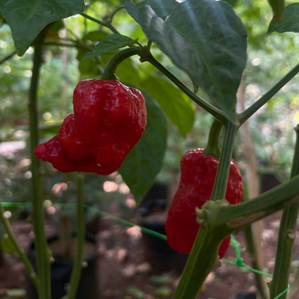 

Cabe Carolina Reaper Red Cabai Terpedas Dinobatkan Guinness World Records
