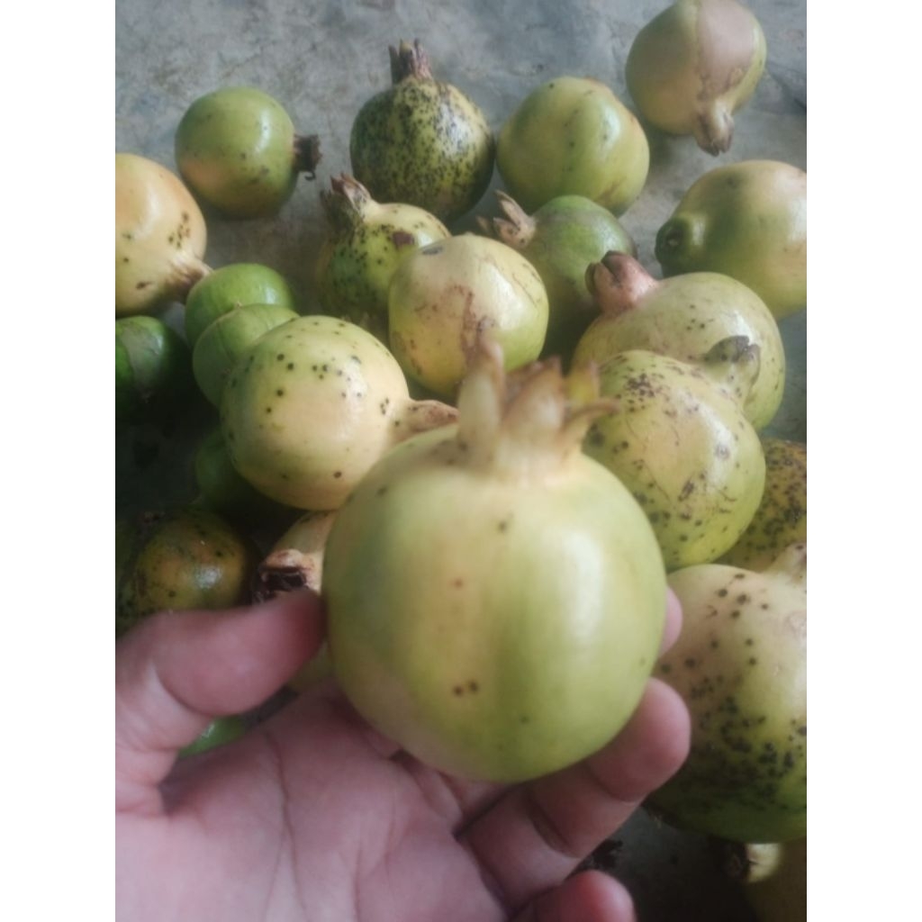 

Delima putih jamu