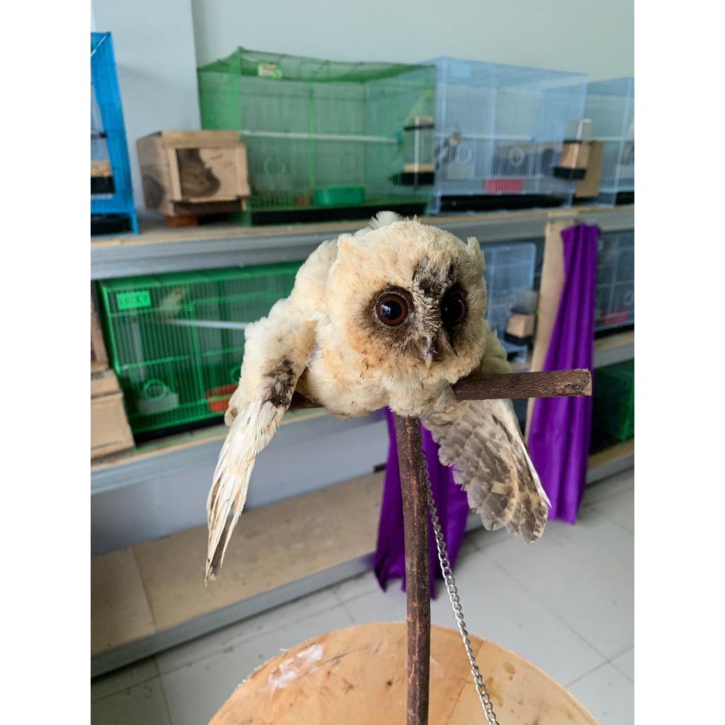 Burung Hantu Mini | Celepuk Jinak Lucu