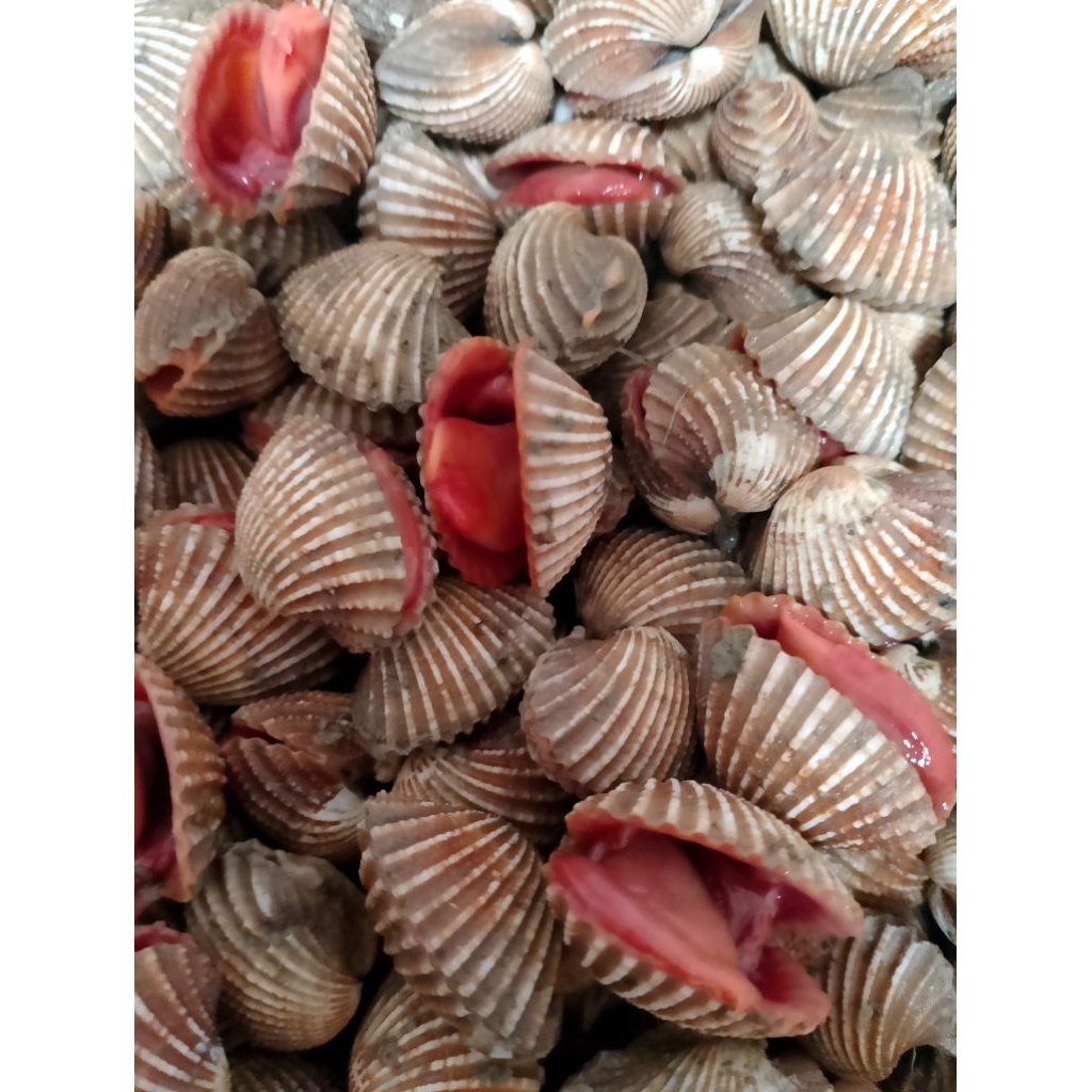

Kerang dara 1kg segar/fresh