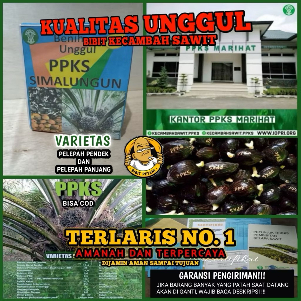 BENIH/BIBIT KECAMBAH SAWIT SIMALUNGUN UNGGUL BERSERTIFIKAT