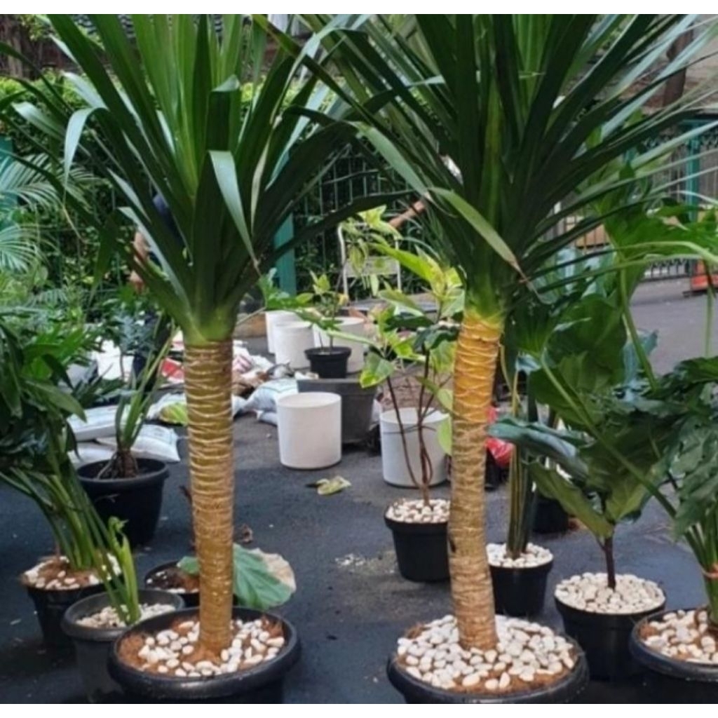 tanaman hias pandan bali 1 meter