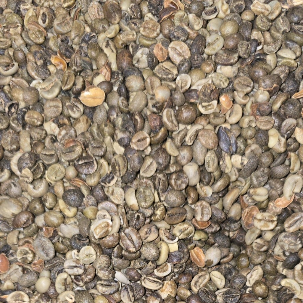 

Sunda Wangi- Green Beans Biji Kopi Robusta Grade 5-1Kg (GRATIS ONGKIR)