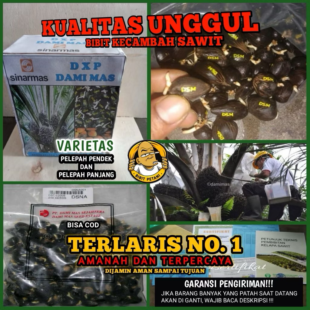 BENIH/BIBIT KECAMBAH SAWIT DAMIMAS UNGGUL BERSERTIFIKAT