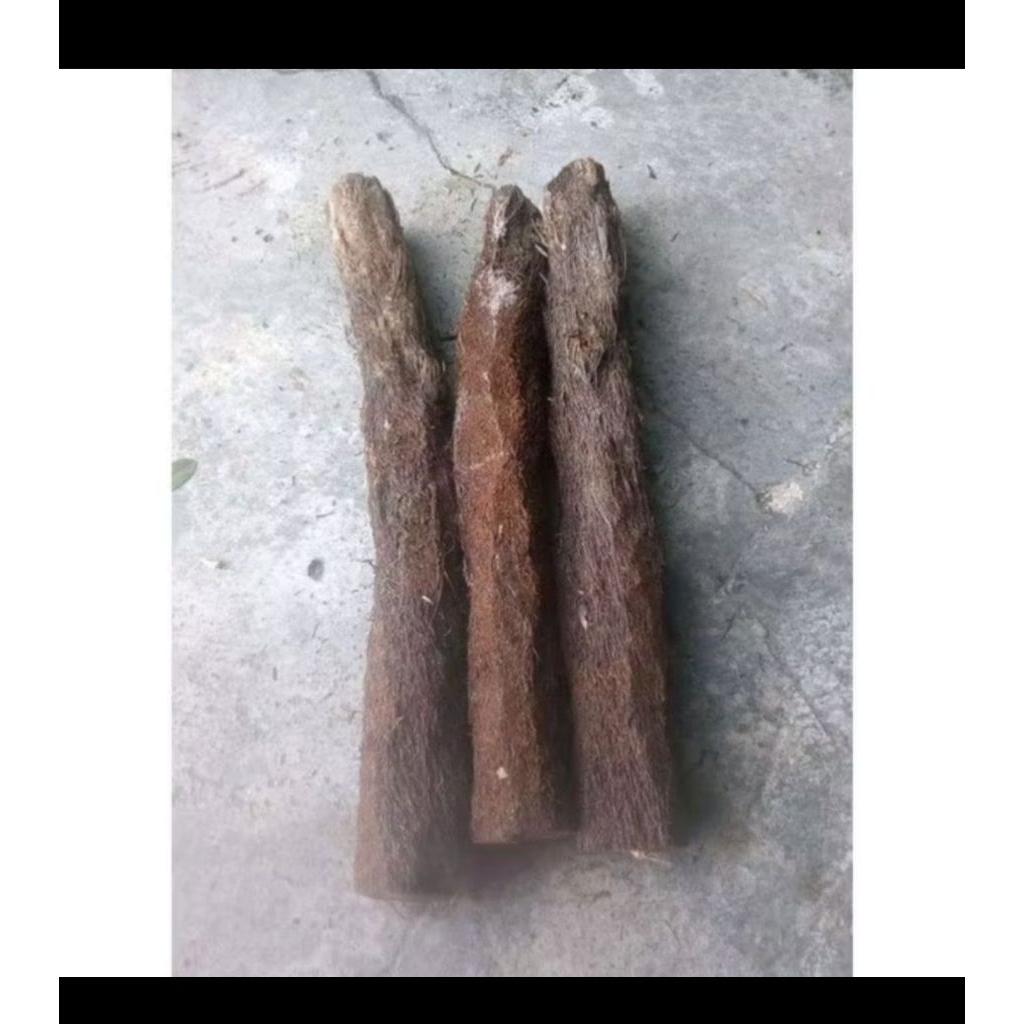 MEDIA TANAM ANGGREK, terbuat dari pohon paku (pakuanam) pohon pakis besar.