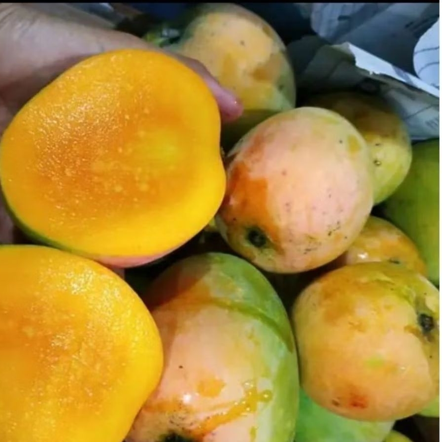 MANGGA GEDONG GINCU SEGAR