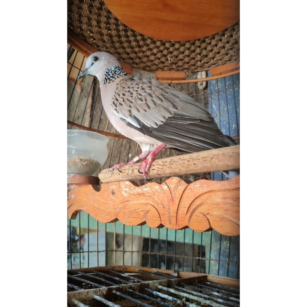 BURUNG TEKUKUR GACOR JANTAN MULUS