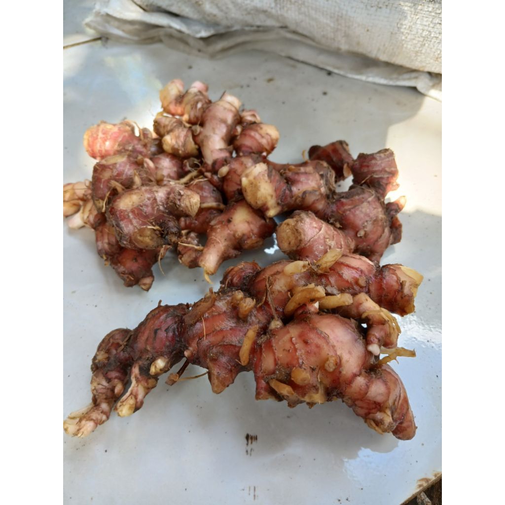 

JAHE MERAH SEGAR 1KG
