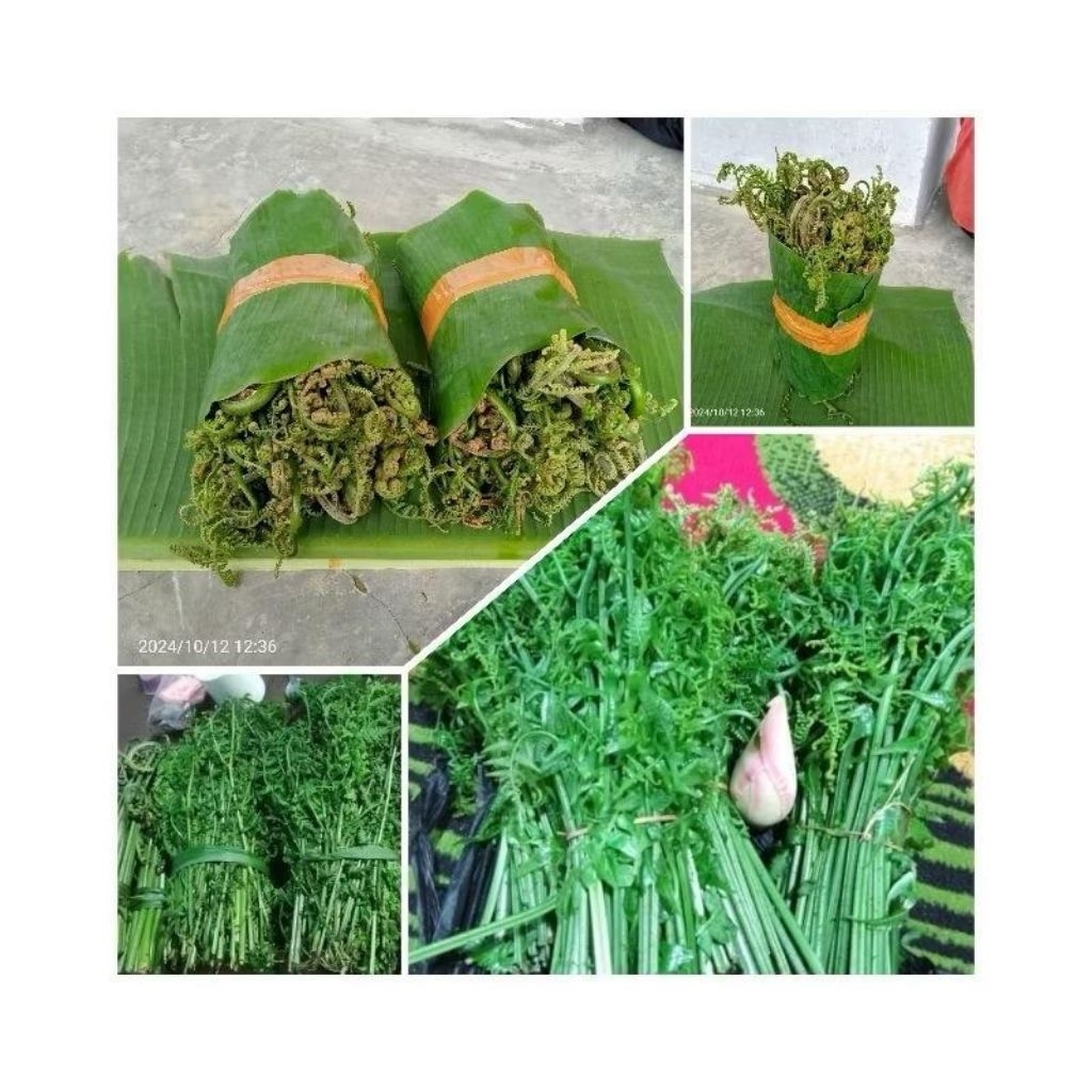 

pakis sayur segar baru petik