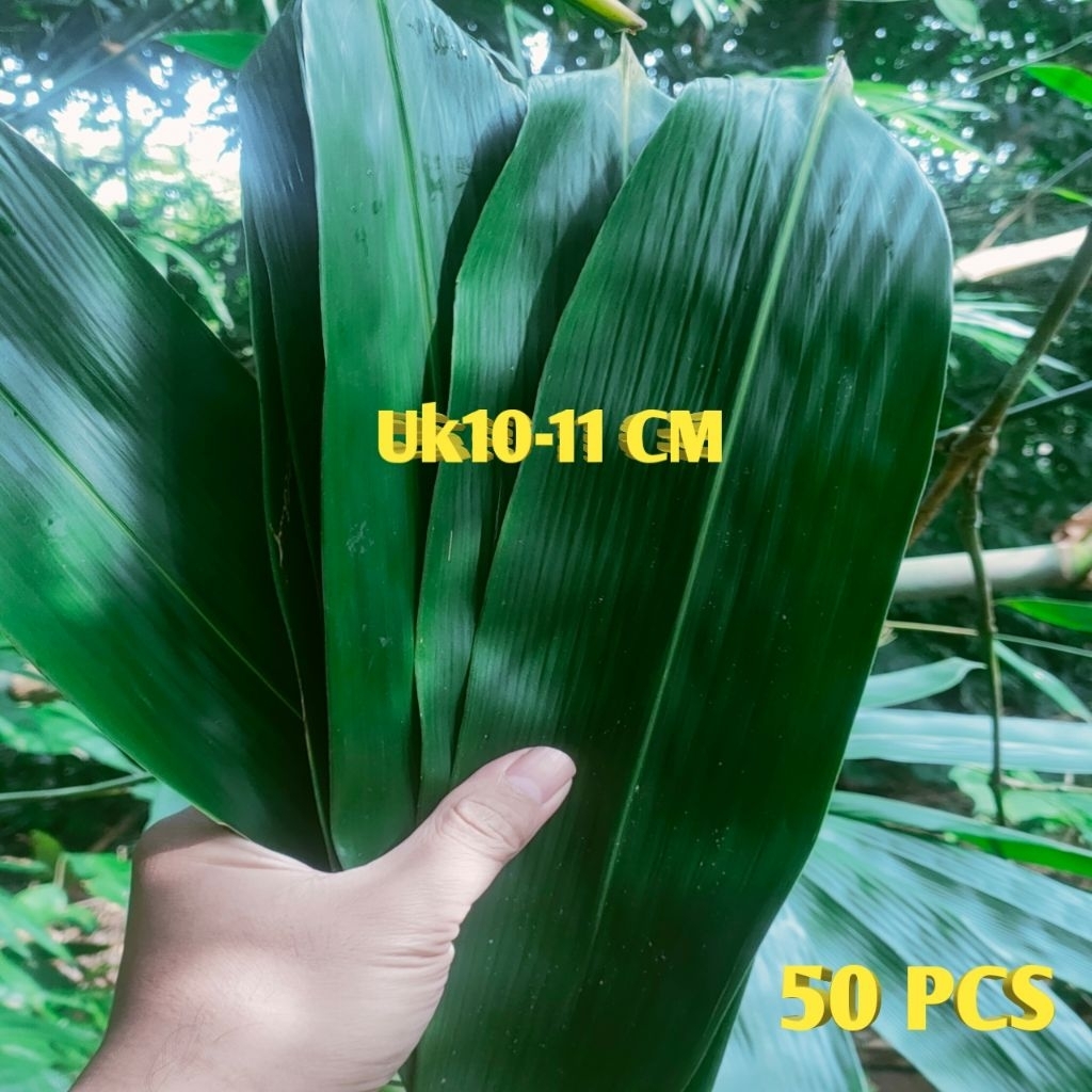 

Daun Bacang Segar Jumbo | Daun Bungkus Bacang / Lemper / Lontong