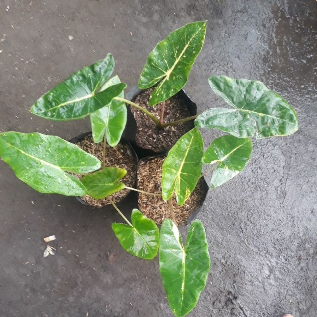 colokasia sente golden murmer (murah meriah) cusss di orderr tanaman colocasia sente