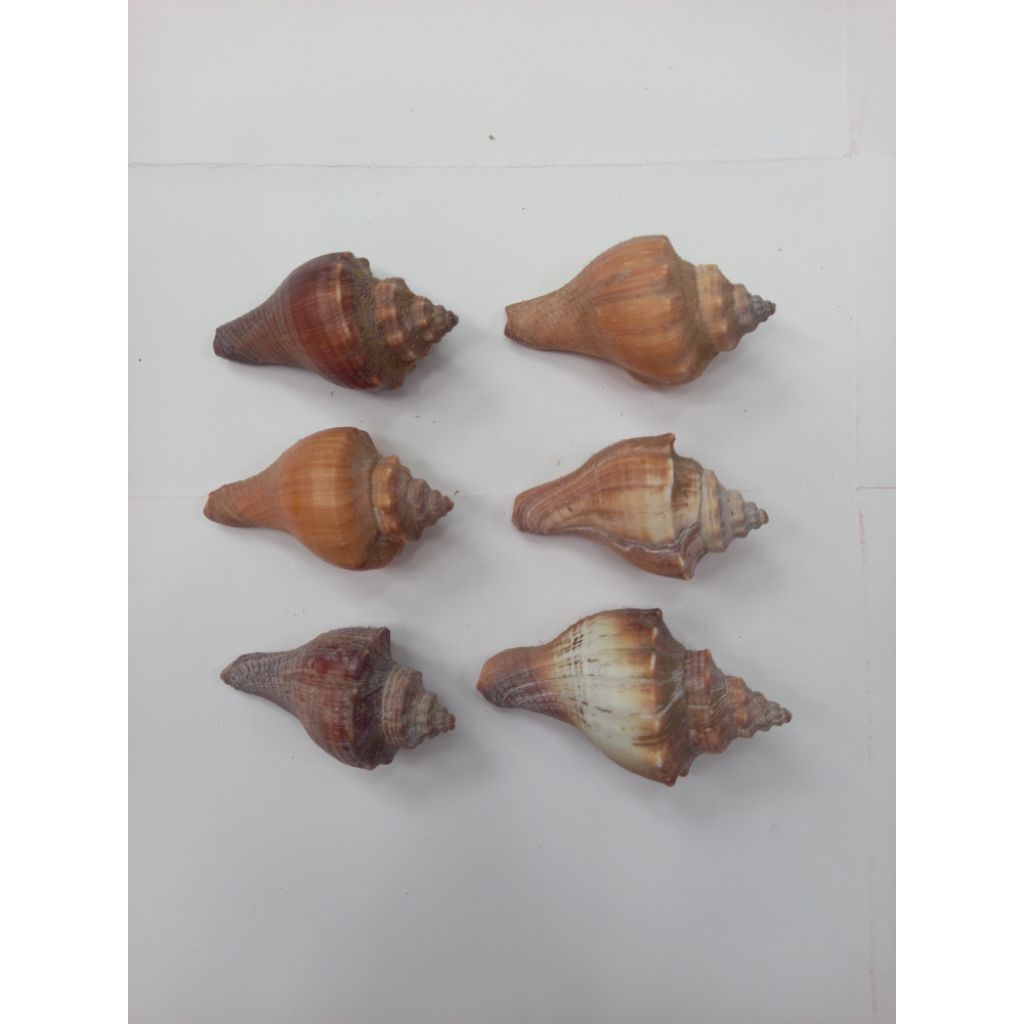 cangkang kelomang /cangkang kerang onem / cangkang keong per 1 pcs
