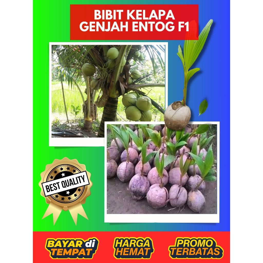 SUDAH DIKUPAS  Bibit Buah Kelapa Genjah Hibrida F1, Bibit Buah Kelapa Genjah Kebumen F1