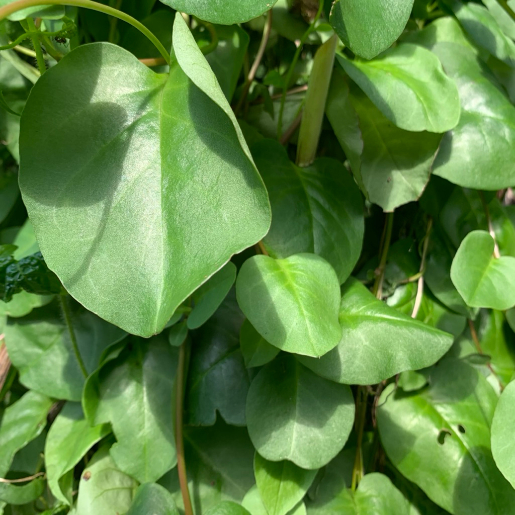 

Daun binahong segar Pres alami petik langsung paket per 250gram.