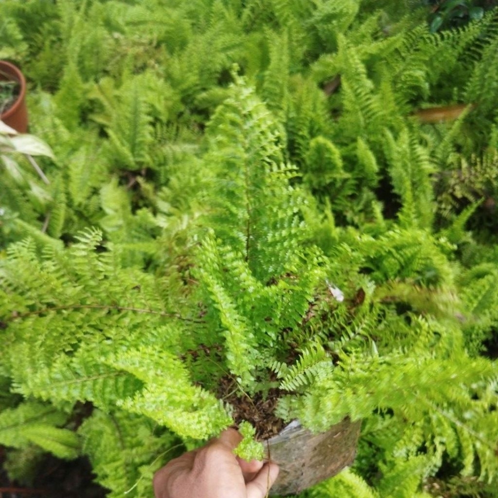 tanaman pakis tanaman hias pakis kuning pakis hias