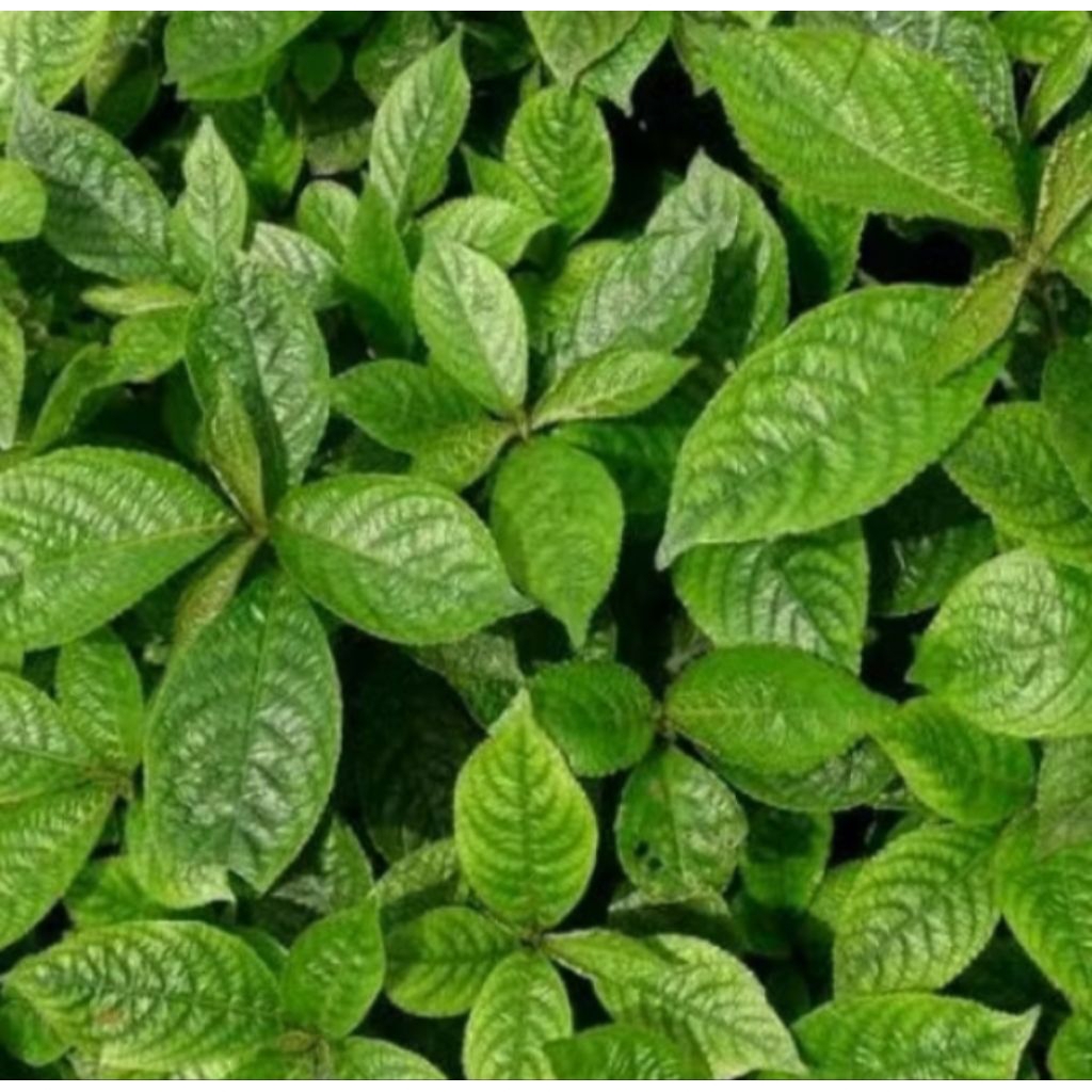 

daun keji beling herbal alami leluhur 1 kg