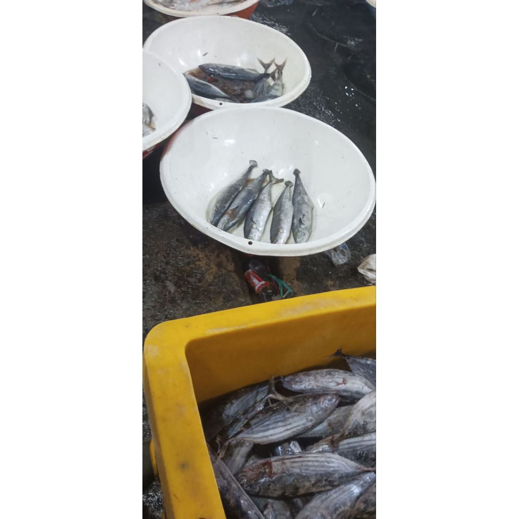 

ikan tengiri Frozen super premium