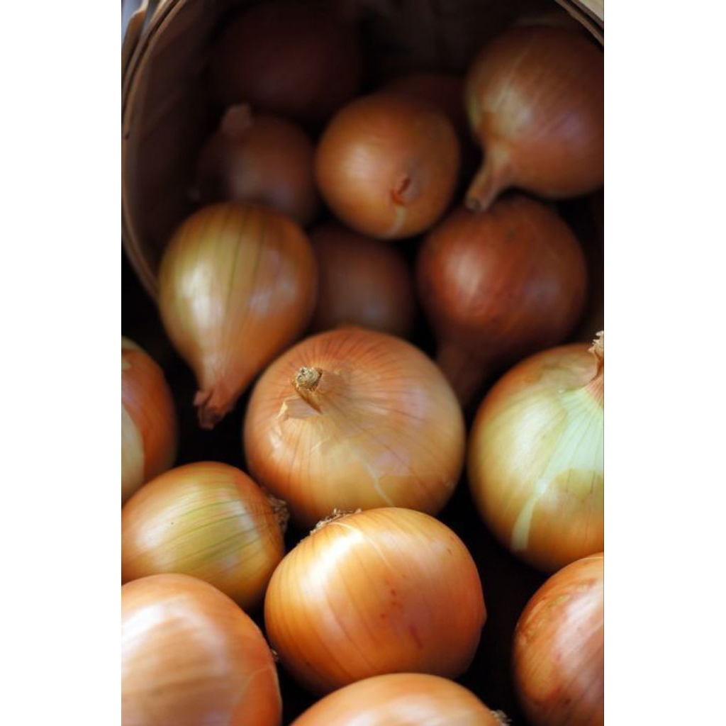 

Bawang Bombay FRESH BATAM