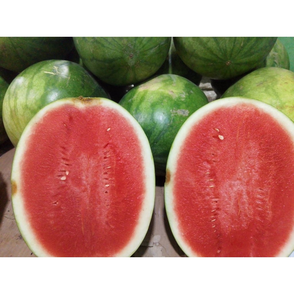 

semangka merah non biji