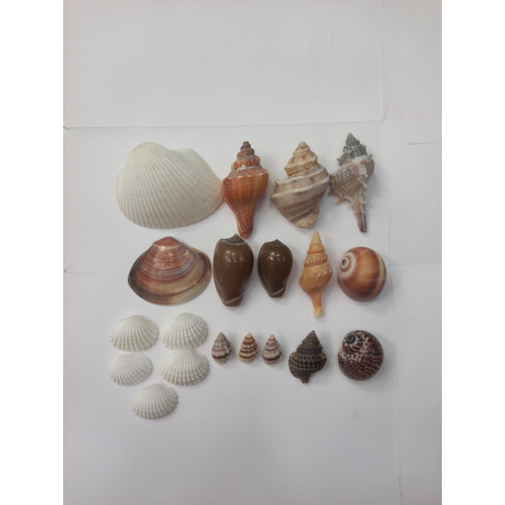 cangkang kelomang /cangkang keong sepaket termurah