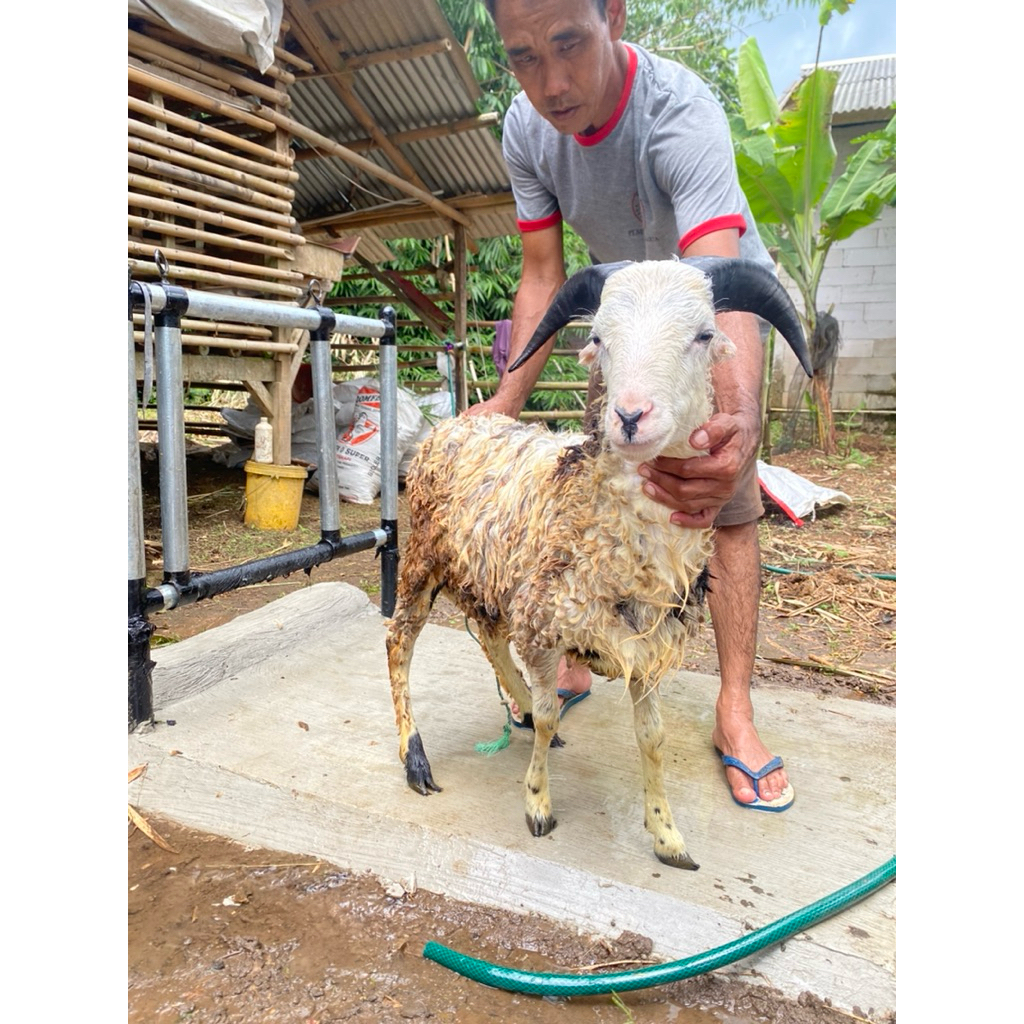 

DOMBA QURBAN KELAS SEDANG JABODETABEK BB 30kg