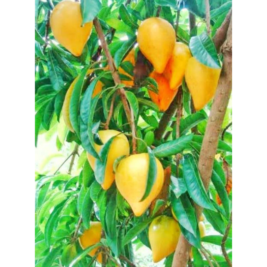 

jual sawo mentega/alkesah 1kg