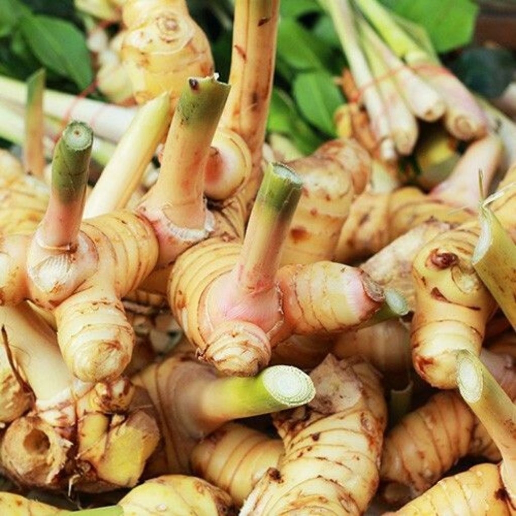 

rempah lengkuas/laos(500gram) fresh bersih