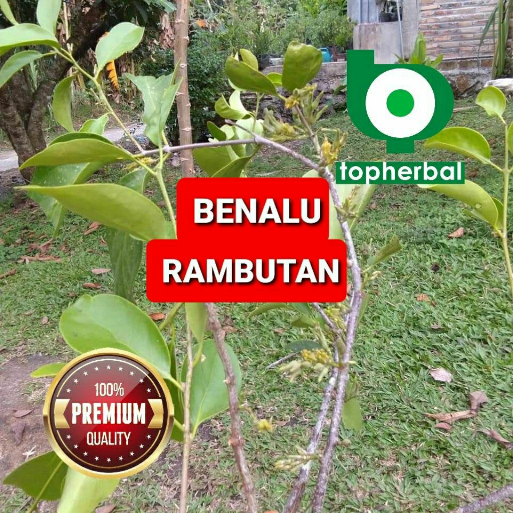 

Daun benalu rambutan kering hijau grade A+ 1kg/1000gram