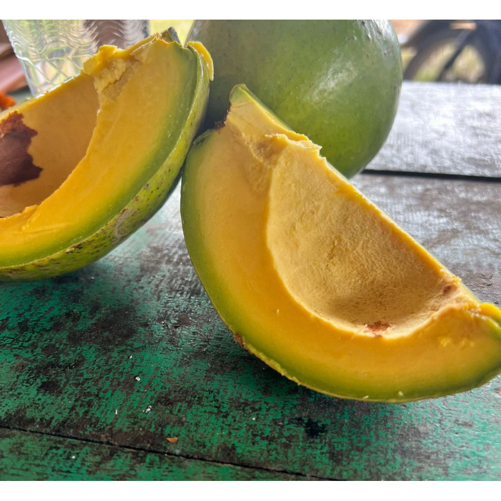 bibit alpukat miki depok/bibit alpukat cipedak