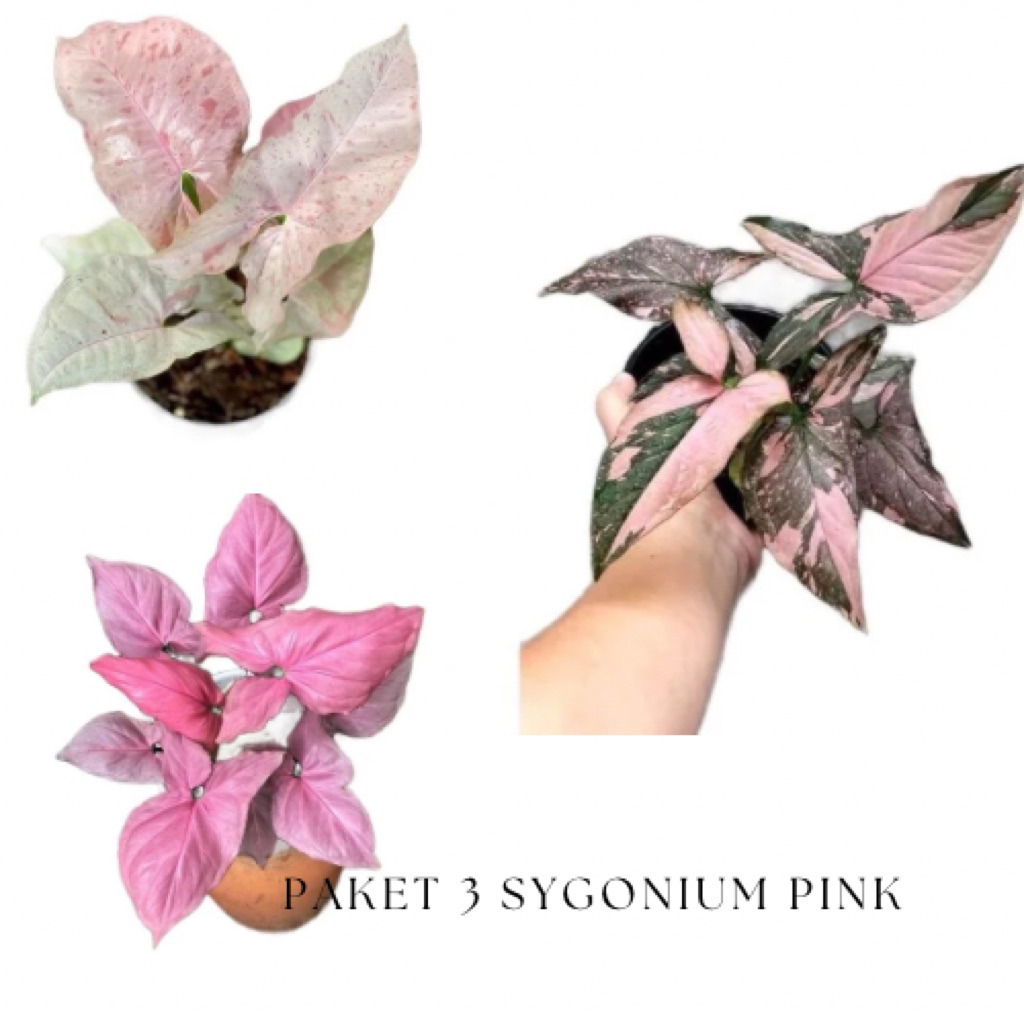 paket 3 tanaman sygonium pink - sygonium splash - sygonium perperct sygonium pink spot