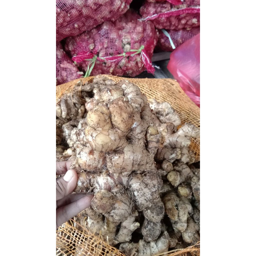 

Jahe Gajah Super Fresh 1 kg