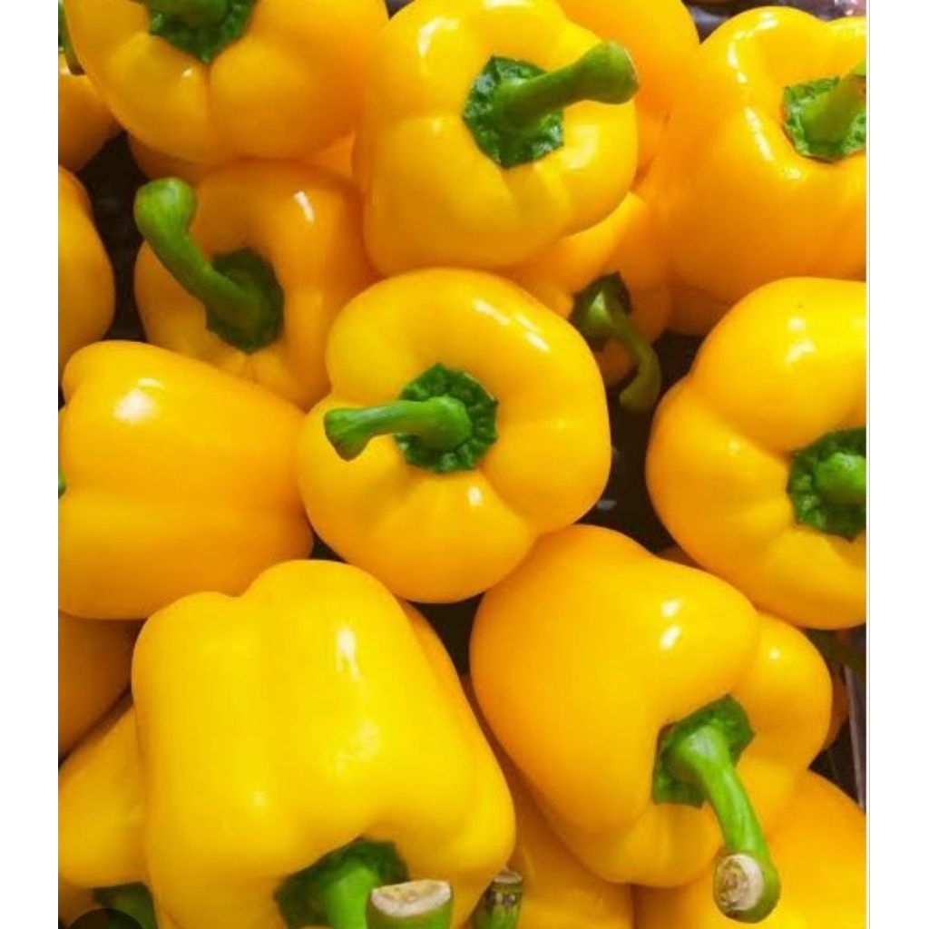 cabe paprika Kuning asli dari Lembang