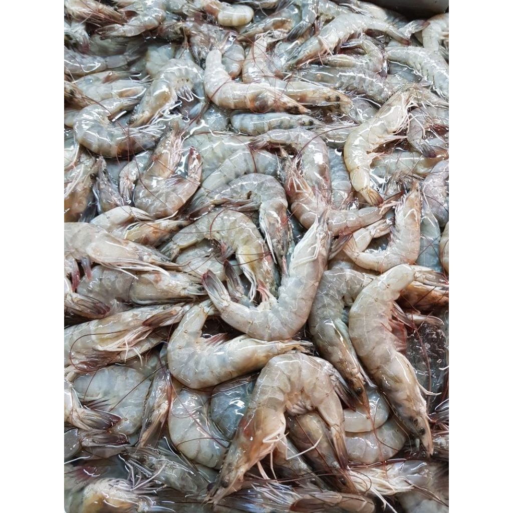 

Udang FRESH BATAM