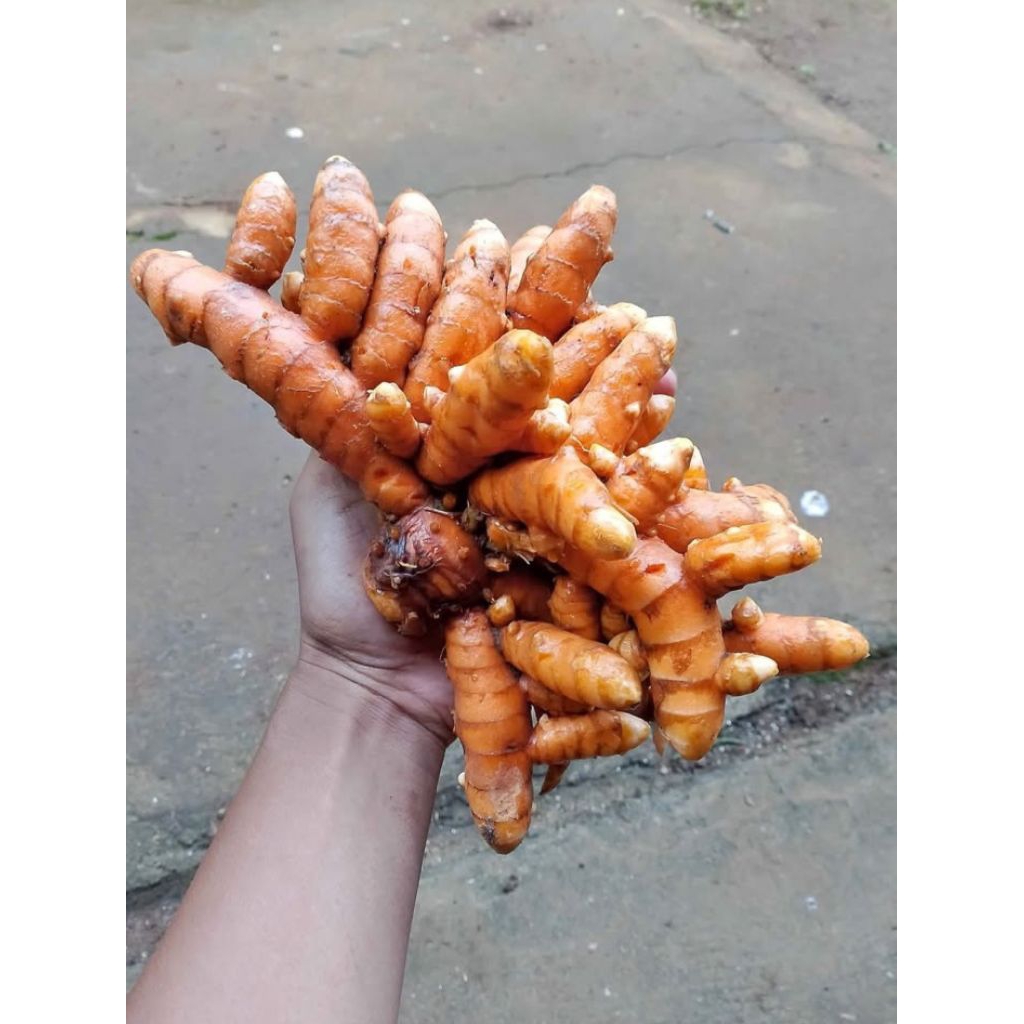 

kunyit /kunir Rempang 1kg jamin segar