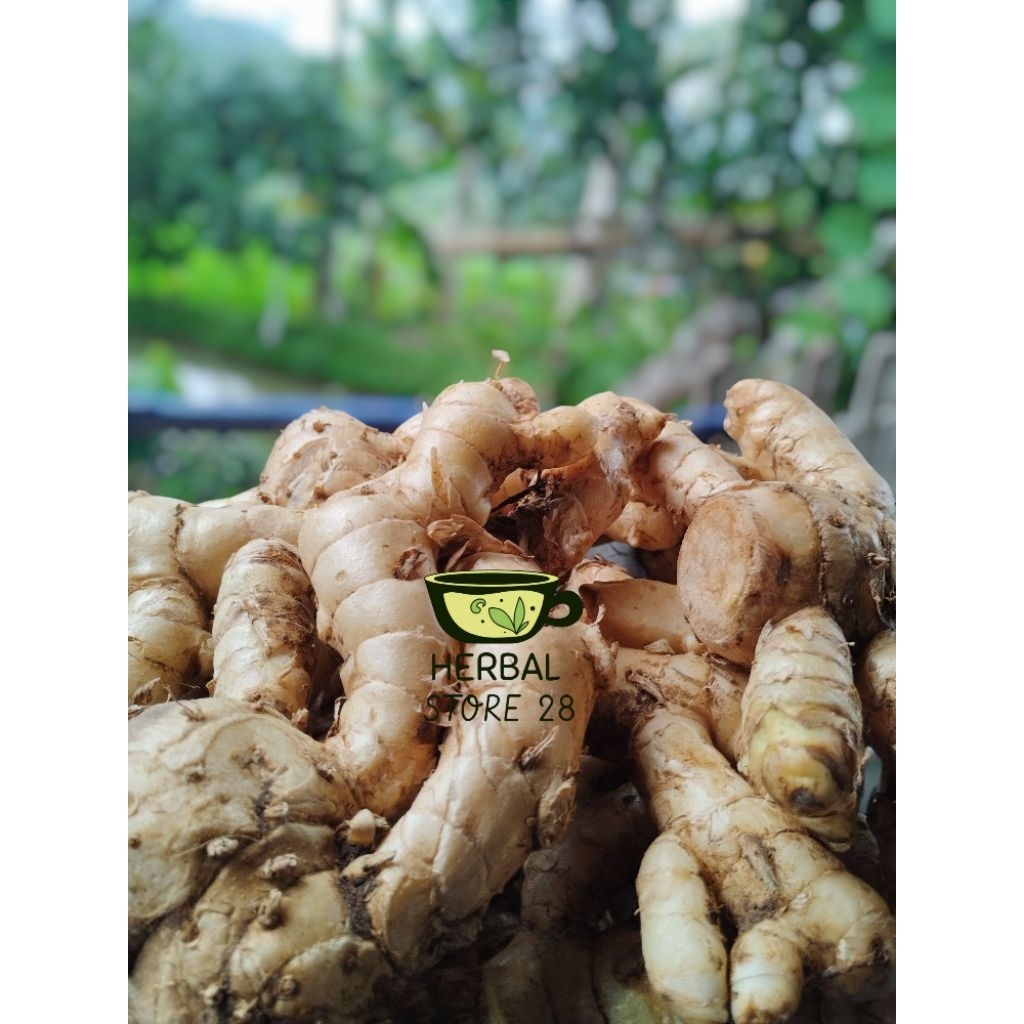 

KUNYIT PUTIH/KONENG PUTIH SEGAR 500 GRAM ORGANIK HERBAL STORE 28