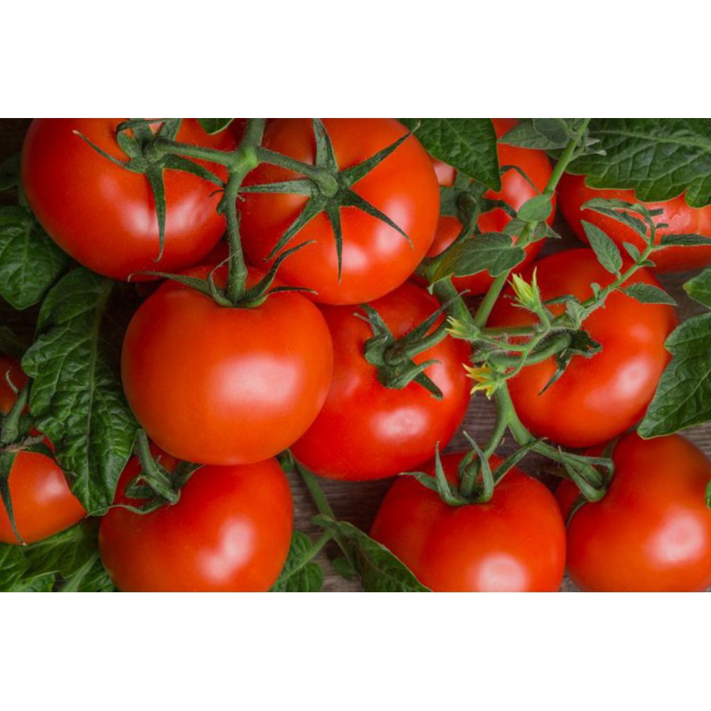 

Tomat Segar 250 Gram