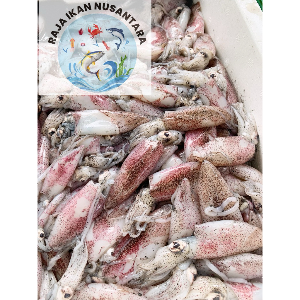 

CUMI SERO KCL SDG BSR 500GR&1KG FRESH FROZEN TERMURAH
