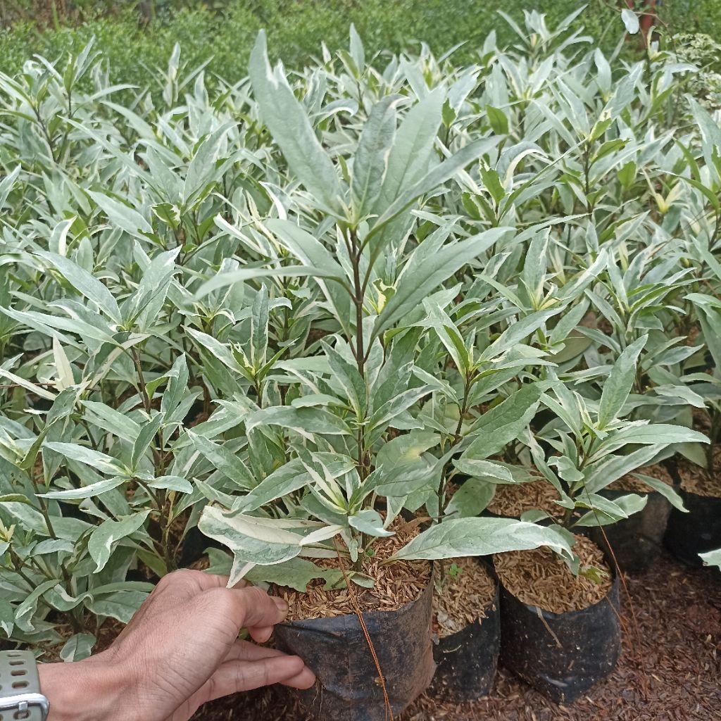 Tanaman Hias Perdu Gandarusa Varigata - Tanaman Perdu Sebagai Tanaman Pagar